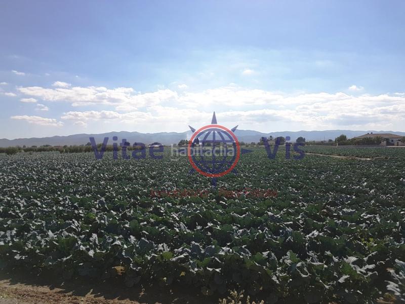 Foto 3095bb33-6920-423a-a1c7-5bfda5331a0e. Casa a Totana