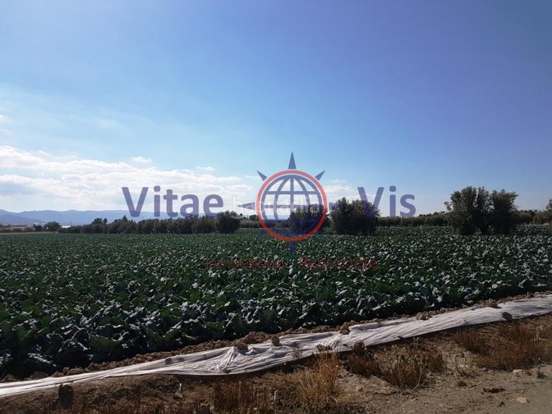 Foto 71a1be76-c677-4ced-83eb-8cb0c2e85c41. Casa a Totana