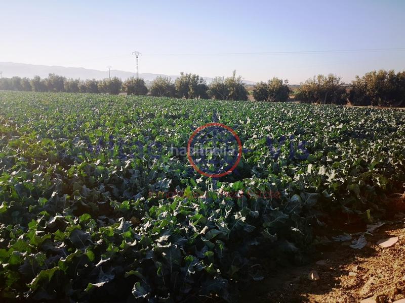 Foto 81e3df13-dfbb-4623-a8d1-05394c87eed3. Casa a Totana