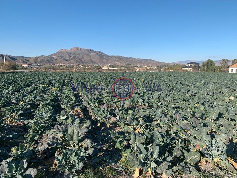 Foto e0410b14-f129-49bc-8987-2a4c062ab65d. Terreny residencial a Torrecilla Lorca
