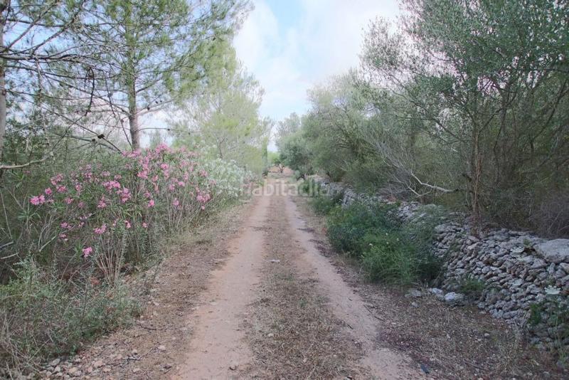 Foto 4a431cb6-1a85-43f7-b5d2-a457b9c51e93. Finca rústica  con pequeña caseta en Llubí