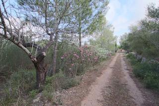 Rural plot in Llubí. Finca rústica con pequeña caseta