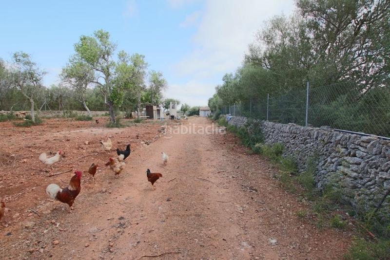 Foto 75fc0f82-70b4-400f-b307-7b38969409f5. Finca rústica  con pequeña caseta en Llubí