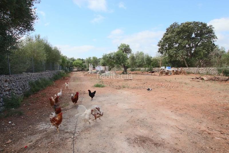 Foto 82a89a7e-fe2a-4e5b-b1d3-3dd61aa83b8d. Finca rústica  con pequeña caseta en Llubí