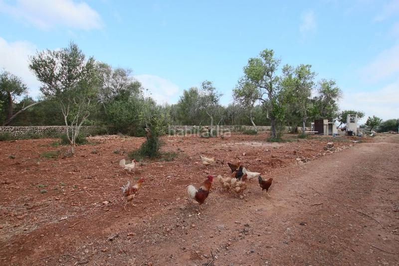 Foto 8c9a5e7f-74bd-4d8c-8e8c-0b580337623c. Finca rústica  con pequeña caseta en Llubí