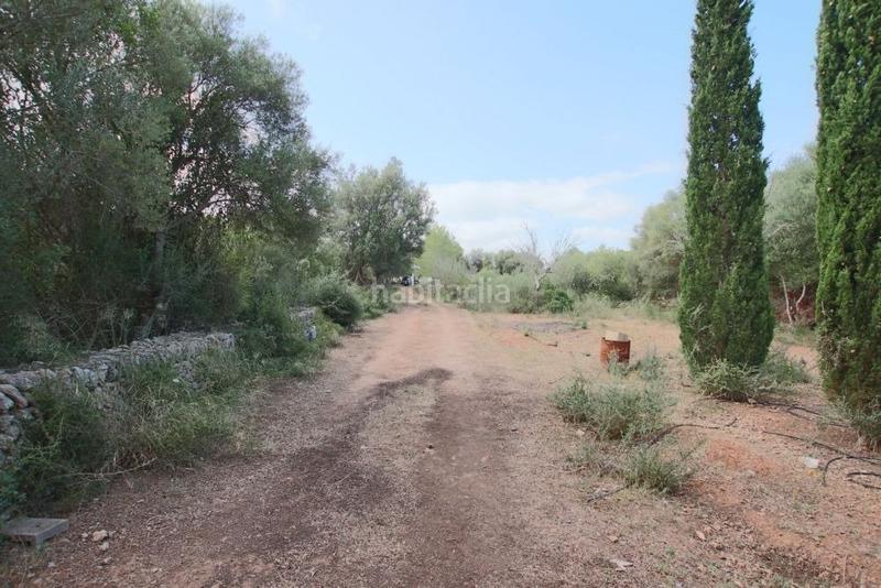 Foto e6b87db2-505a-4ce7-b96f-939e71d1b0dd. Finca rústica  con pequeña caseta en Llubí