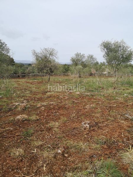 Foto 4ed348b8-c739-43d8-bcb6-7ae86b04045b. Terreny residencial a Costitx