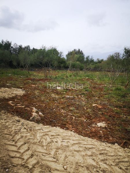 Foto f79fbc0e-9c7a-4bcc-ad2e-852b02bec9bc. Terreny residencial a Costitx