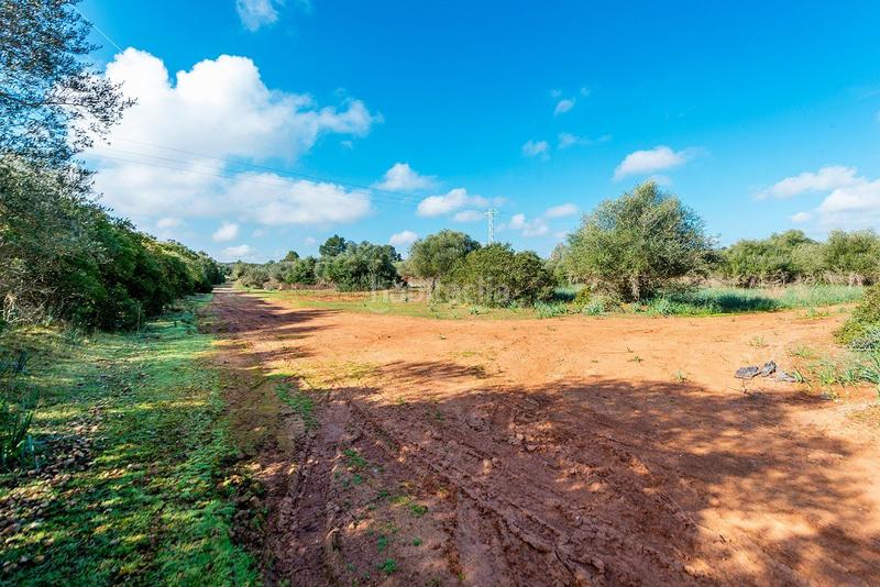 Foto 431176eb-de9a-4d9c-aebf-5f2bda209120. Masía venta de tres fs rústicas . en Cristo Rey-Parque Europa Inca