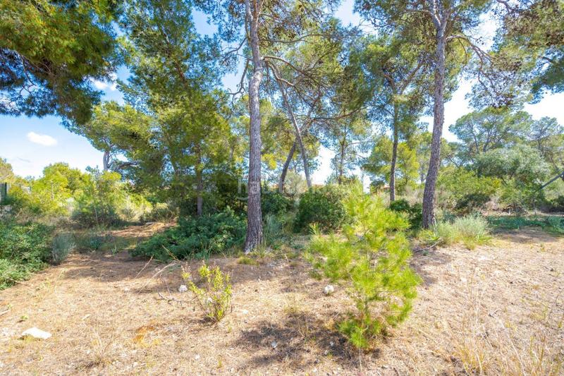 Foto 559611b3-8f84-4823-aea1-0d251d064f04. Terreno residencial se vende solar edificable con proyecto en Cala Vinyes en Calvià
