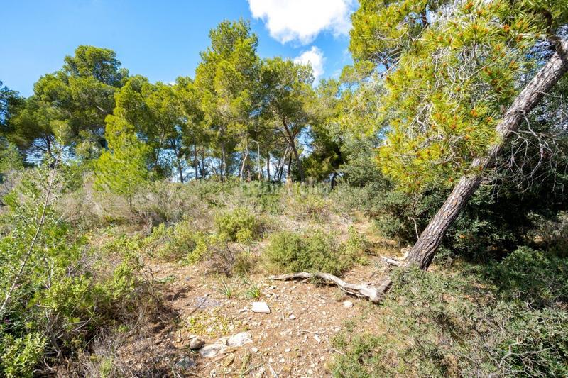 Foto da5b081e-7c6e-49d4-a88e-2433adb72eac. Terreno residencial se vende solar edificable con proyecto en Cala Vinyes en Calvià
