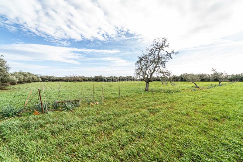 Foto 88cf29e9-1f04-44dd-a053-2f547499d600. Terreny residencial a S´Horta - Cas Concos des Cavaller - Es Carritxó Felanitx