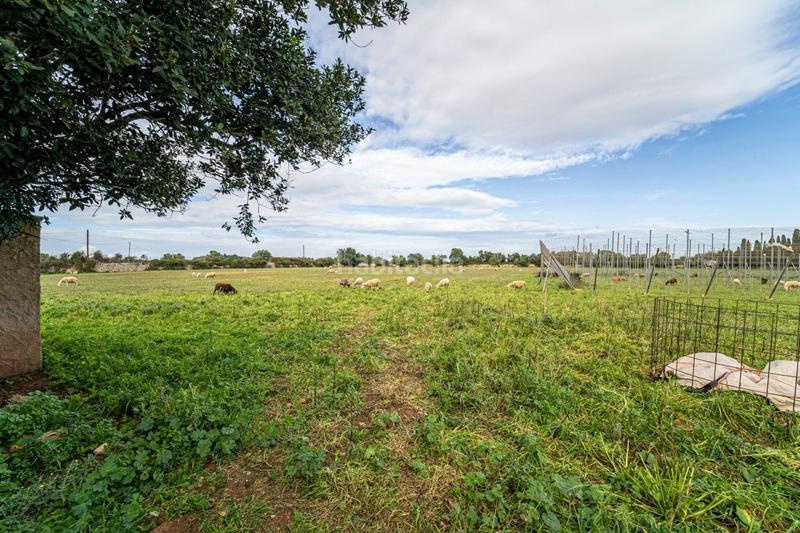 Foto c2027616-fc69-4cb1-80db-cec99ff2c1f2. Terreny residencial a S´Horta - Cas Concos des Cavaller - Es Carritxó Felanitx