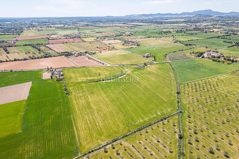 Foto cc01f000-d402-4dd5-9aff-f2963b52bf3e. Terreno residenziale in Felanitx poble Felanitx