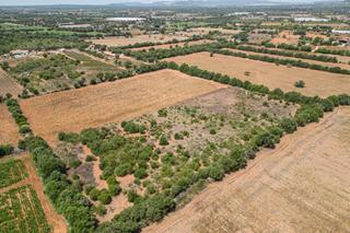 Terreny residencial a Portocolom. Se vende terreno urbanizable de 15.151 m2