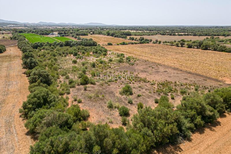 Foto 2883bac4-f11d-4ce2-ad53-6c701da3209c. Terreno residenziale in Portocolom Felanitx