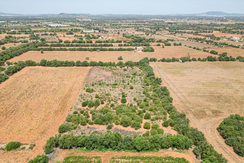 Foto eec8aa8e-a3e6-41dc-bfda-c3e09fdbdc1b. Terreno residenziale in Portocolom Felanitx