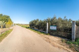 Rural plot in N/a. Finca con olivos en porreres