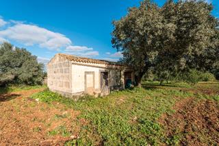 Rural plot in Carrer d'en font 59. Terreno rustico con pequeña casa para reformar al este de petra,