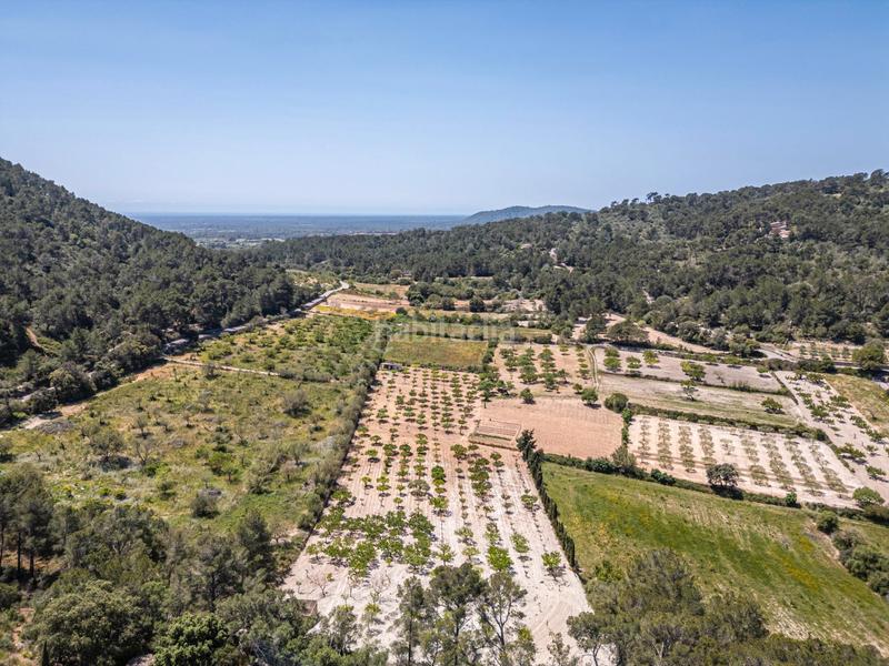 Foto 061c3ff0-da89-4f24-8e73-8e4b05c4ec59. Finca rústica terreno rústico con pozo , mallorca en Porreres