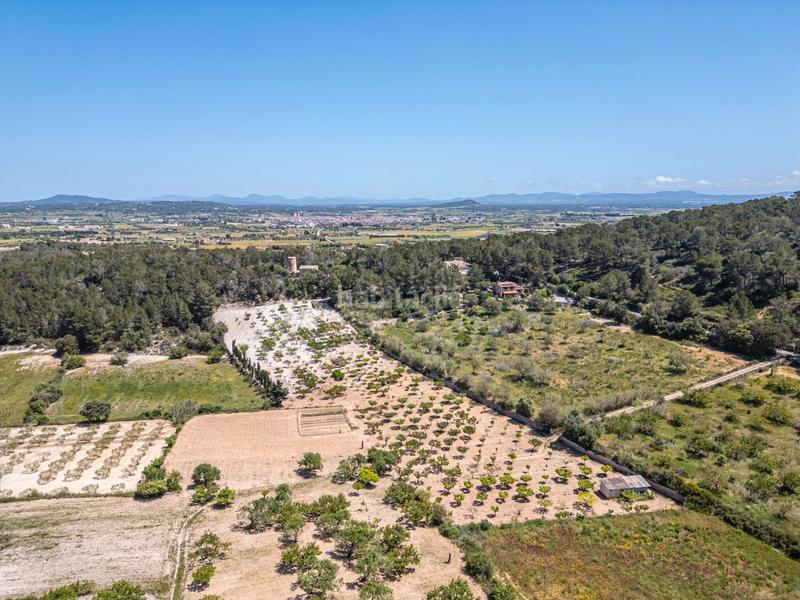 Foto 5eba7ab1-7293-4e4c-bcb4-fc97784afdc3. Finca rústica terreno rústico con pozo , mallorca en Porreres