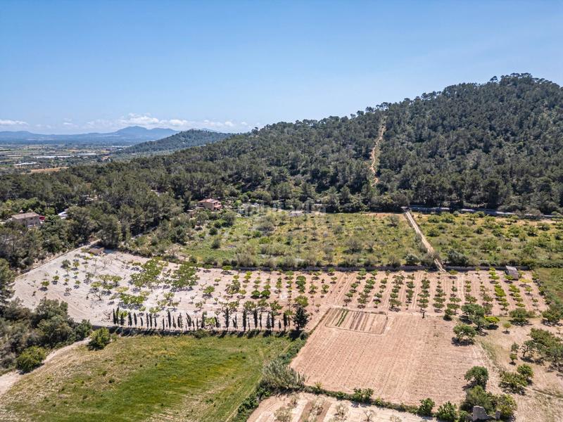 Foto a51d597d-b883-4175-9366-464fbe2af0e8. Finca rústica terreno rústico con pozo , mallorca en Porreres