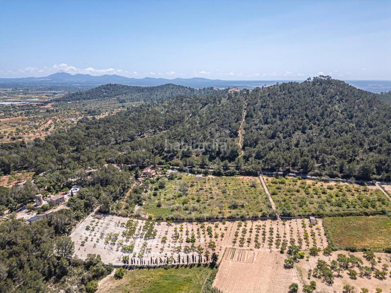 Foto eb7beffc-f877-40f5-9812-5322ebdc9975. Finca rústica terreno rústico con pozo , mallorca en Porreres