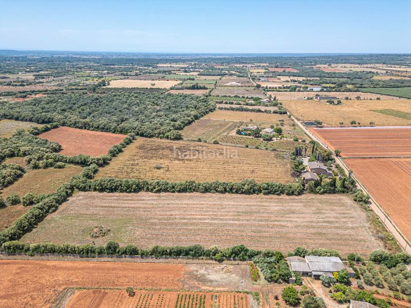 Foto 0cee4301-42e7-46a8-bc87-5cc14fff9fa2. Fondo rustico in Felanitx poble Felanitx