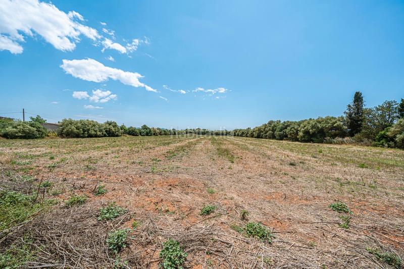 Foto 15d66733-e308-426f-bbec-badba8071d87. Fondo rustico in Felanitx poble Felanitx