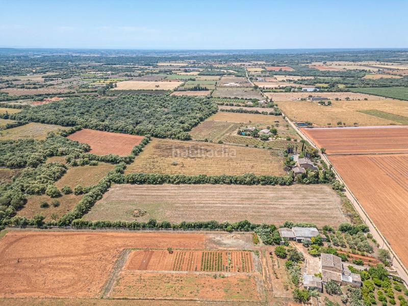 Foto 21a3693c-6a0f-46da-b55d-13dc69ed01cf. Fondo rustico in Felanitx poble Felanitx