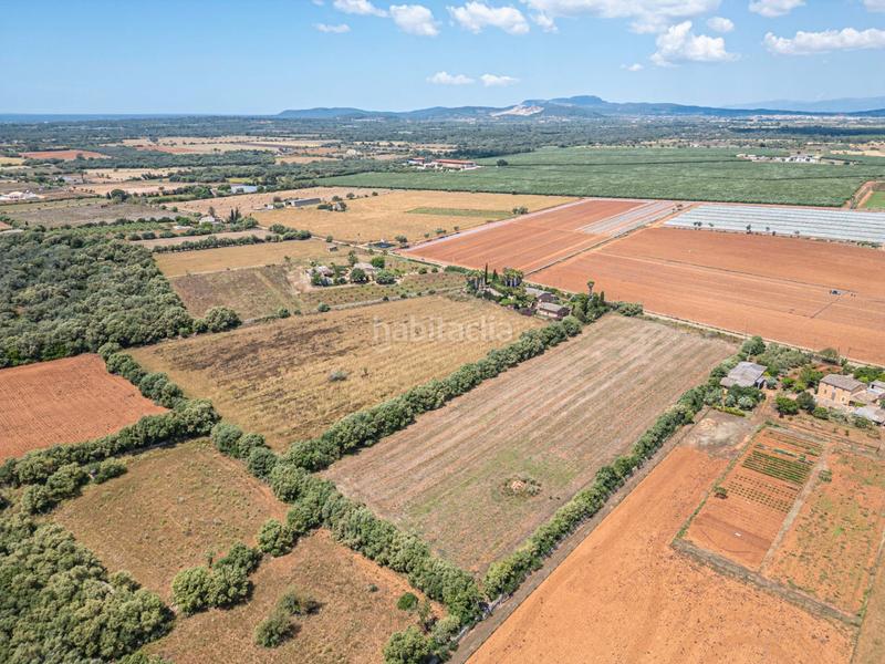 Foto 452af9d8-ed82-41d9-846f-87b966dfadd4. Fondo rustico in Felanitx poble Felanitx