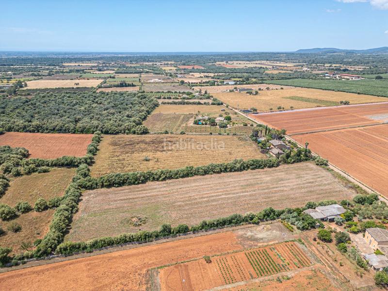 Foto 850229e2-ac6f-40a4-b79e-2748ed434a73. Fondo rustico in Felanitx poble Felanitx