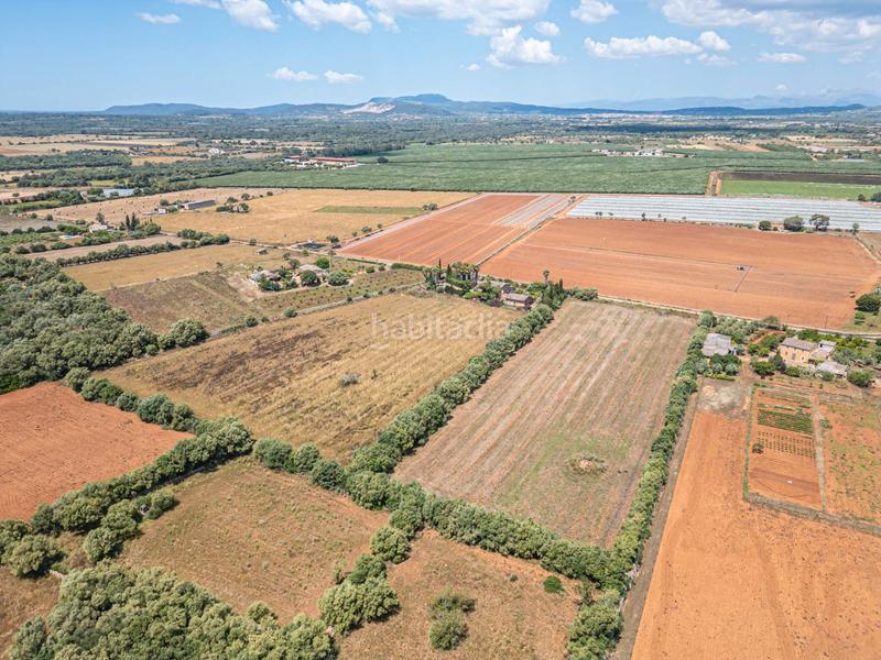 Foto 9b928256-b009-48ec-b5c9-7d5593dc8f38. Fondo rustico in Felanitx poble Felanitx