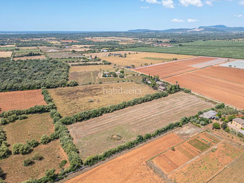 Foto b73e318d-7430-4047-a4d7-cbdd1e5873dd. Fondo rustico in Felanitx poble Felanitx