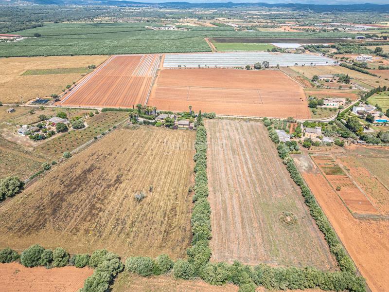 Foto ba8a4f2b-d4d5-45bf-99d8-98237903fe4d. Fondo rustico in Felanitx poble Felanitx