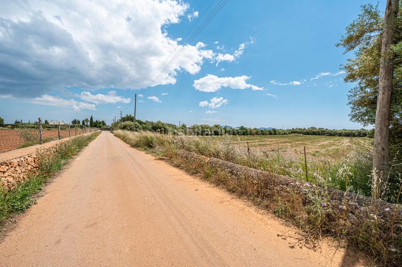 Foto bd879e42-d8ea-4de7-968a-35f1c3daf903. Fondo rustico in Felanitx poble Felanitx