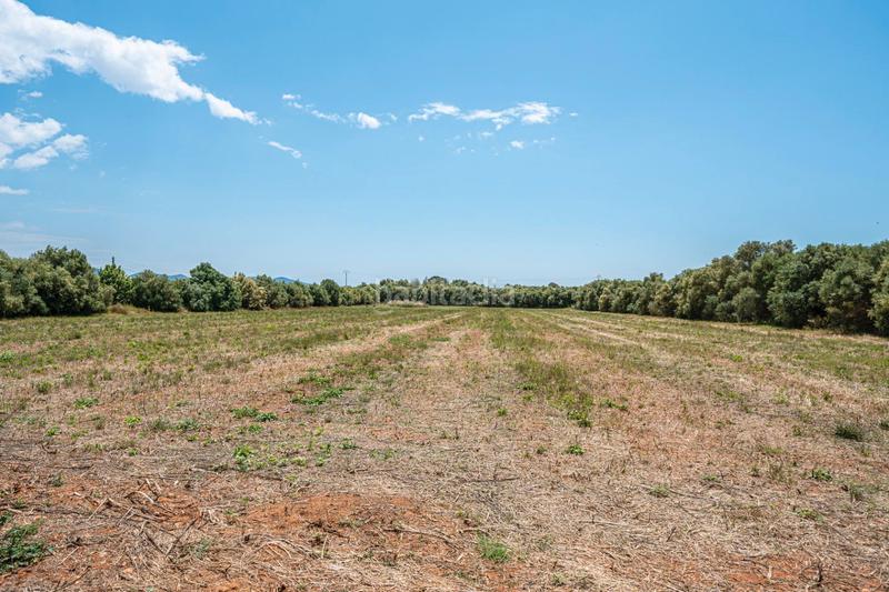 Foto dfeea857-1195-4c75-9051-e12a7a2206a1. Fondo rustico in Felanitx poble Felanitx