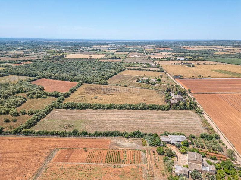 Foto e91dede2-e328-478e-80c4-dbb8070f175c. Fondo rustico in Felanitx poble Felanitx