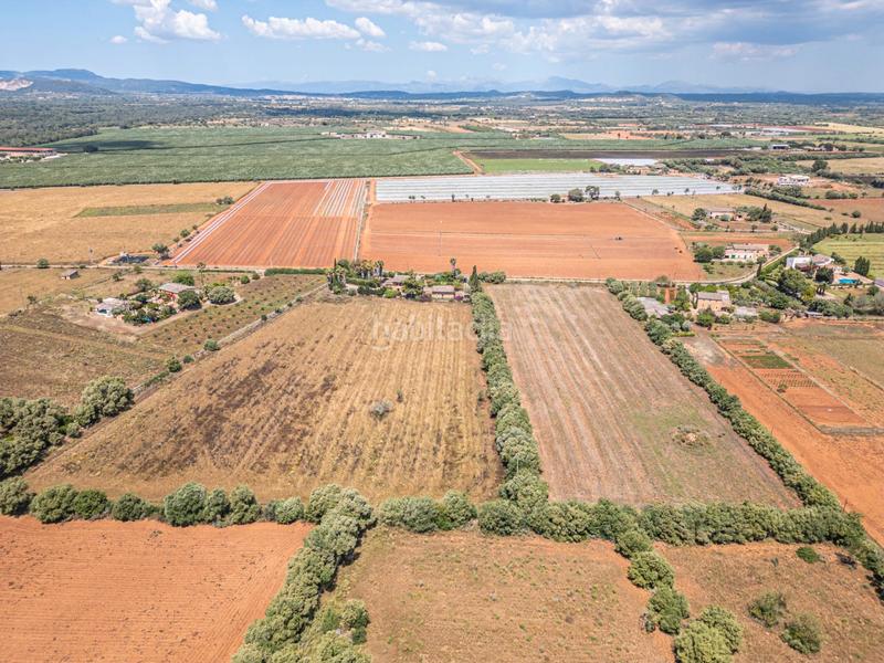 Foto f32071a9-7e78-41bd-bbab-b7387aef3b62. Fondo rustico in Felanitx poble Felanitx