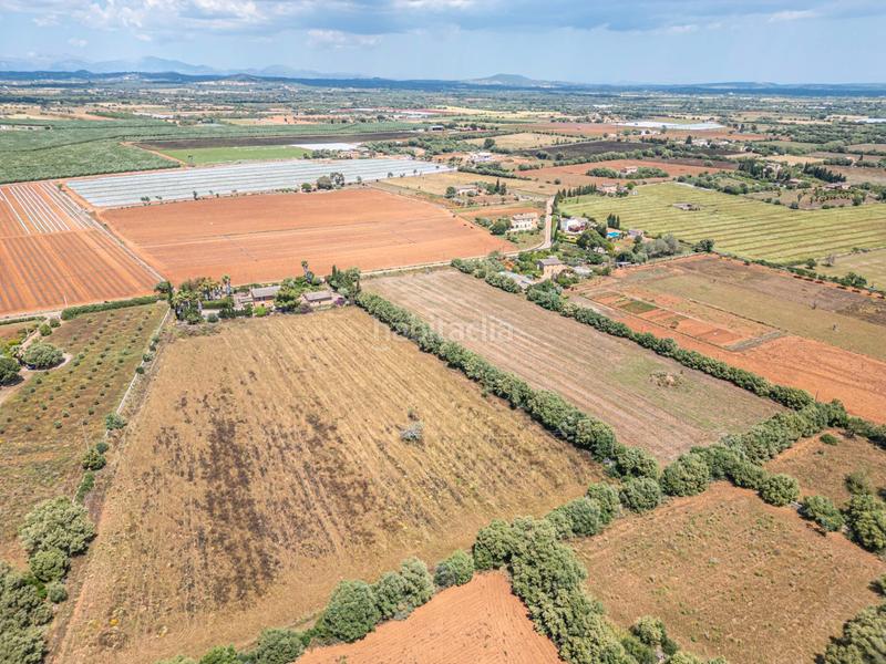 Foto fa9f3319-3389-46f4-ac9d-78277eaf70d5. Fondo rustico in Felanitx poble Felanitx