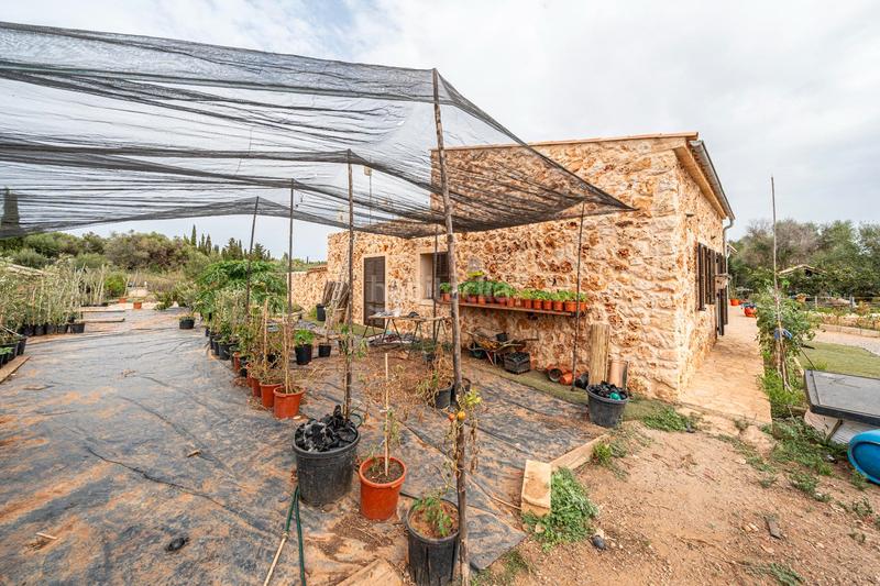 Foto ded84695-ee34-460b-b139-d2562daea2ac. Masía finca rústica en sa coma con piscina y jacuzzi. en Sant Llorenç des Cardassar