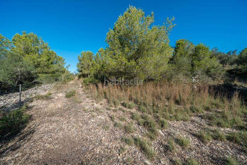 Foto faffd6f1-981a-43a3-9d4e-b2b313559c14. Fondo rustico in Manacor centre Manacor