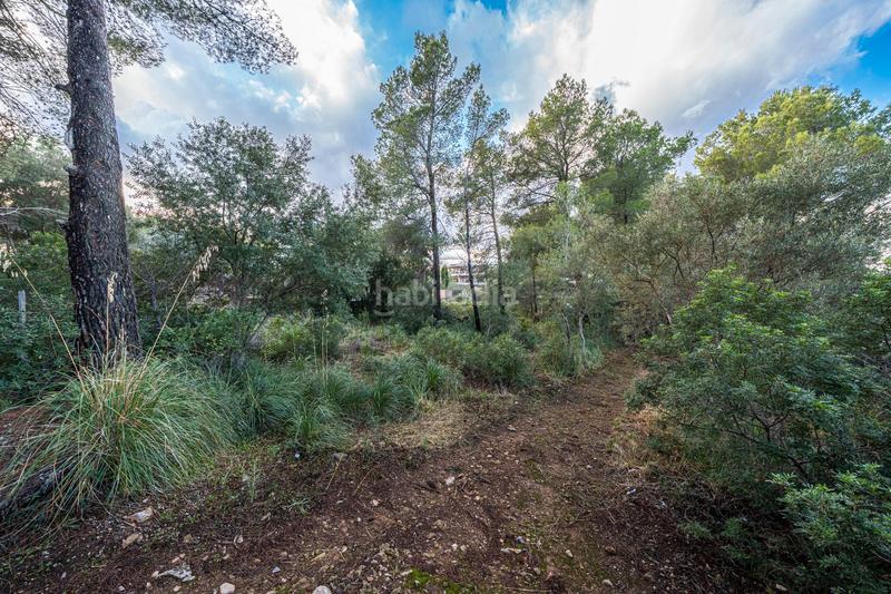 Foto 2f9a5688-b3eb-456a-a6f9-033e91f2dcf2. Finca rústica a Colònia de Sant Pere Artà