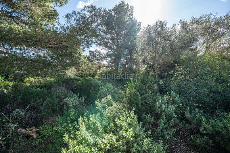 Foto 32f736c6-3390-43c3-9883-be684c007806. Finca rústica a Son Serra de Marina Santa Margalida