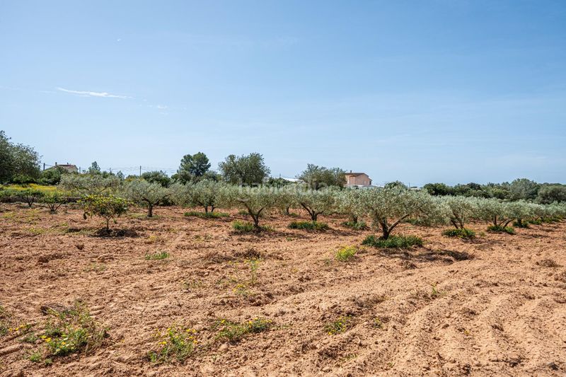 Foto a72025d8-7ff4-4b30-87bf-6f994af05438. Finca rústica a Llucmajor interior Llucmajor