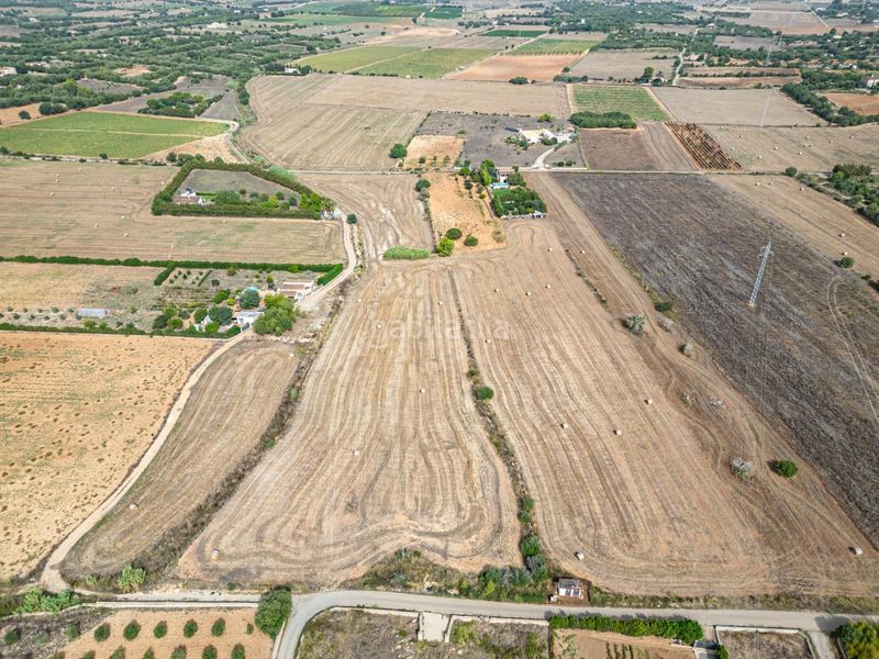 Foto 1a376517-90a7-446e-897e-251ed3c0e95a. Finca rústica a Manacor centre Manacor