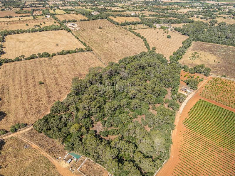 Foto 31f6ff43-1bd7-4ead-8412-e35ee22076b3. Finca rústica a Sencelles