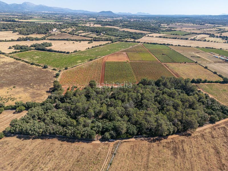 Foto 7f8377ed-af15-4c76-adce-c8f427f294a9. Finca rústica a Sencelles