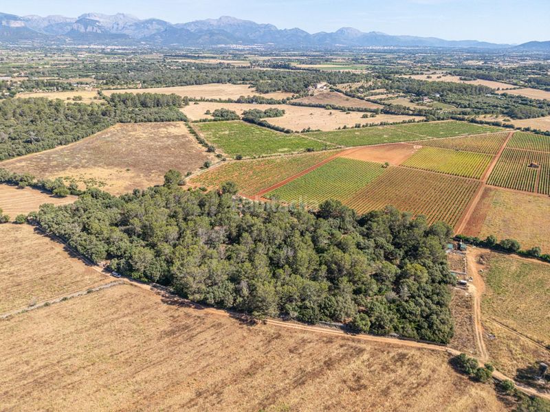 Foto 82a1aa17-ab7b-46e8-ad63-d4d623aa45af. Finca rústica a Sencelles