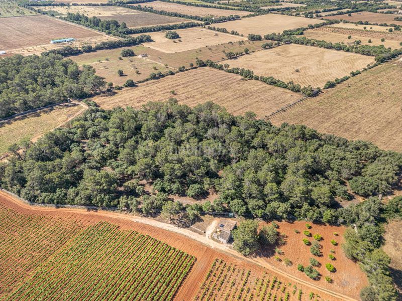 Foto a41df66f-a8d9-4ffa-b61a-cb224c90b7d5. Finca rústica a Sencelles